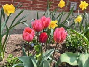 the energy of spring bulbs