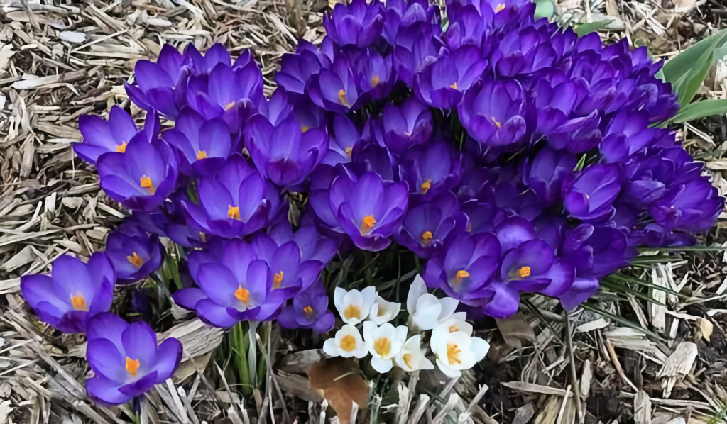 Hop into Spring Mediation on Zoom wildflowers