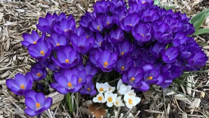 The Sacred Energy of Spring wildflowers
