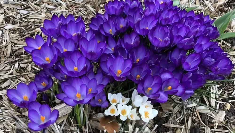 wildflowers